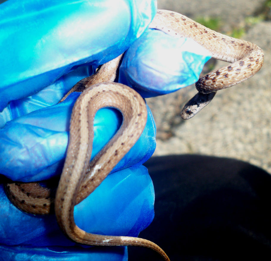 1st_northern_brown_snake__2__by_alexandersmantids-d6237lm.jpg