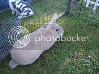 SpringBunnies085.jpg