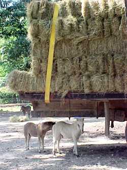 foals_hay_truck.jpg