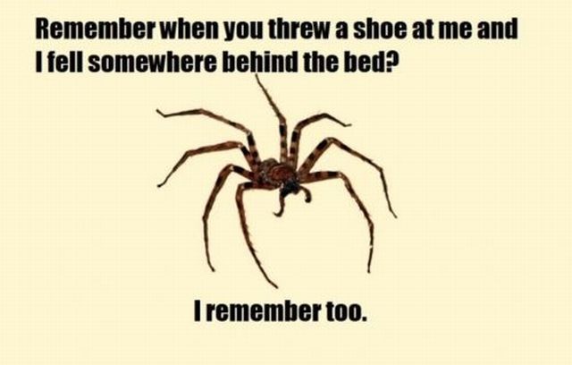 funny-pictures-of-a-spider-hidden-behind-your-bed-coming-back-for-revenge.jpg