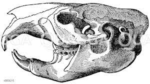 Eichhörnchen: Schädel - Quagga Illustrations