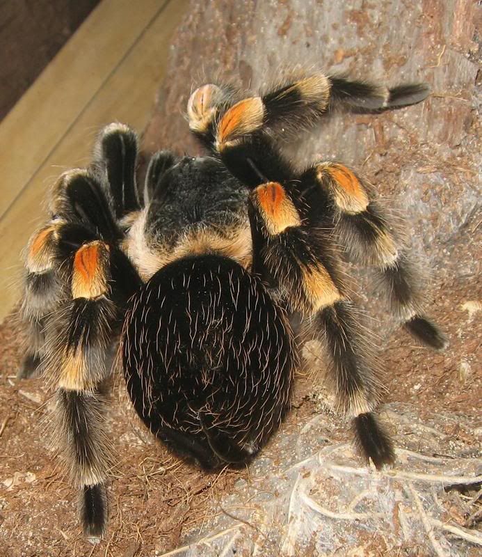 exhibit7-tarantula.jpg