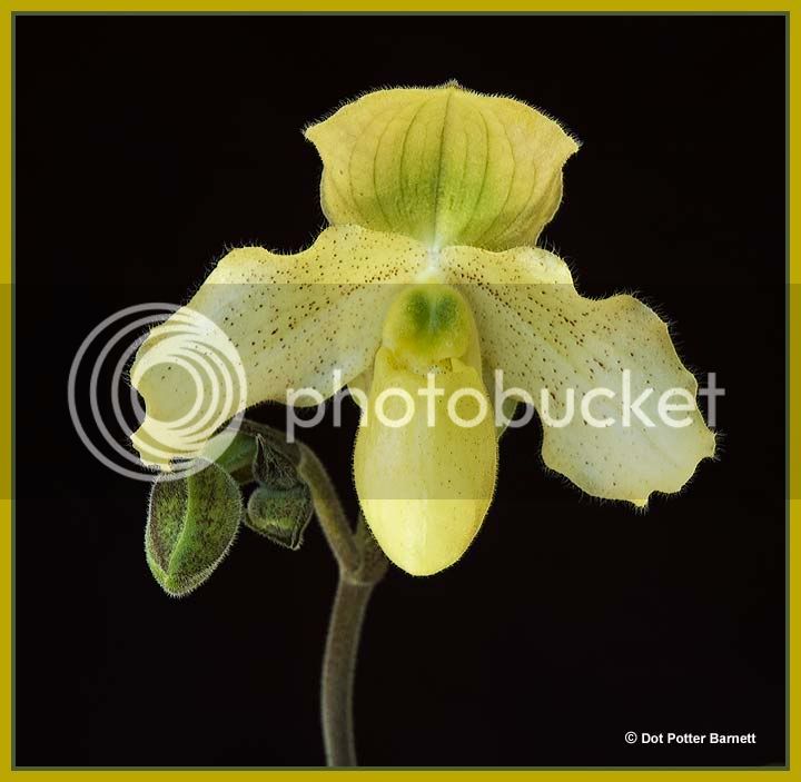 Paph_primulinumxDrJack.jpg