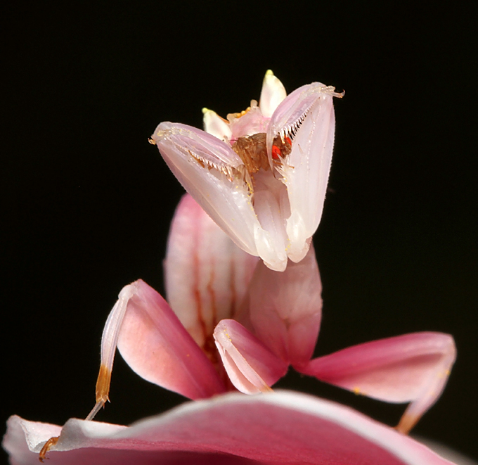 Ignorant-Fruit-Fly-In-Orchid.jpg