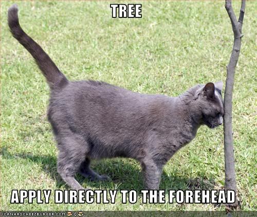 funny-pictures-cat-applies-a-tree-t.jpg