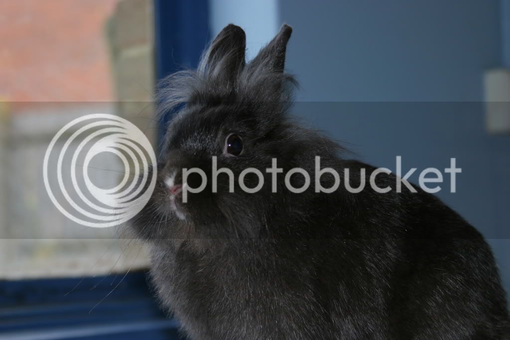 rabbits014.jpg