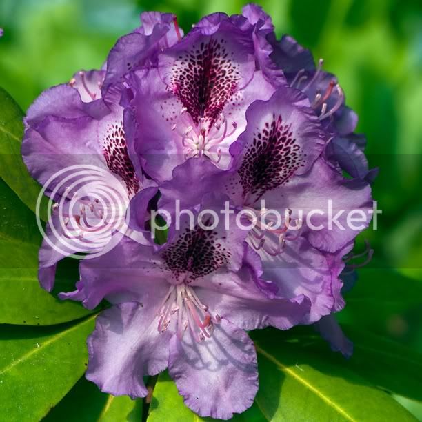 RhododendronRitchie_web.jpg