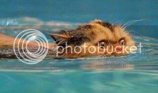 swimmingcat.jpg