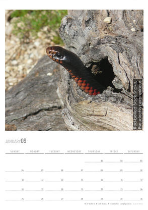 2067078-22-australia-snakes-2009-1.jpg