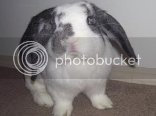 Bunnypictures-Leanne016-2.jpg