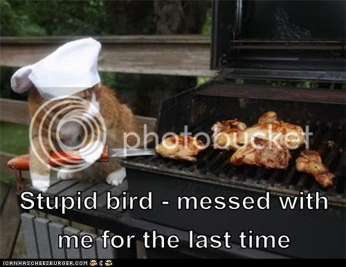 funny-cat-pictures-stupid-bird-messed-with-me-for-the-last-time.jpg