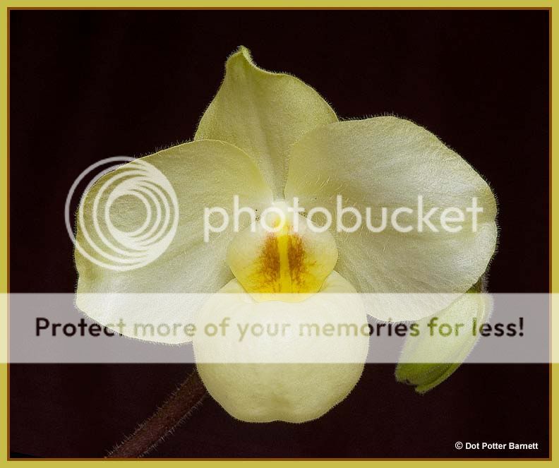 Paph_ArmeniWhite-2.jpg