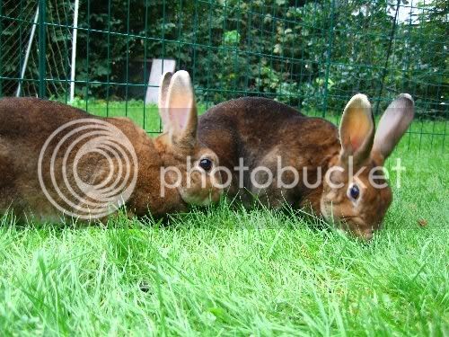 bunniesgrazing.jpg