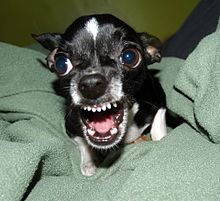 220px-Killer_Chihuahua.jpg