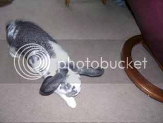 Bunnypictures-Leanne051.jpg