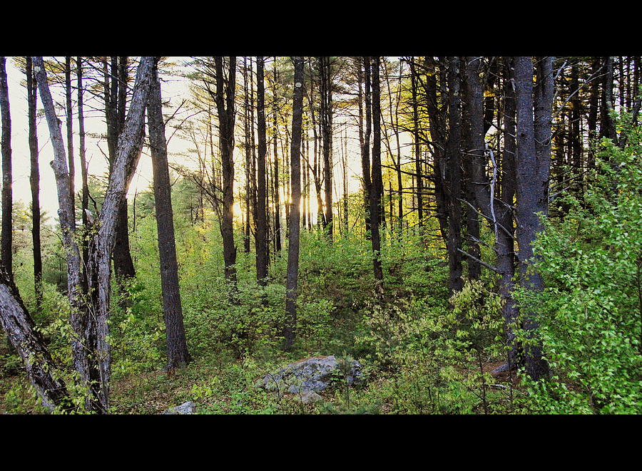 cinematic-style-back-woods-at-sunset-christine-tuck.jpg