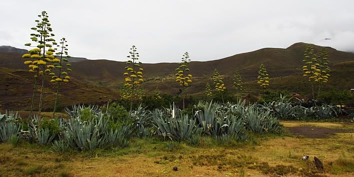 lesotho2010133.jpg