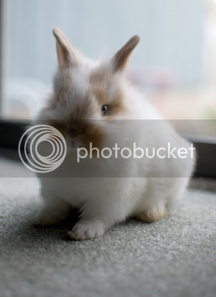 Bunny6.jpg