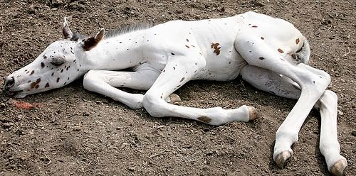 babyapaloosa.jpg