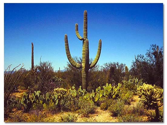 saguaro--park-01.jpg