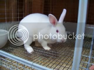 PortTownsendBunnies083.jpg