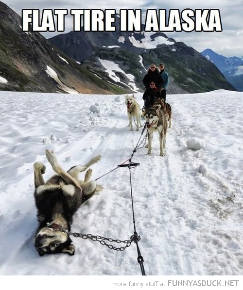 funny-husky-dog-animal-lying-down-flat-tire-alaska-pics.jpg