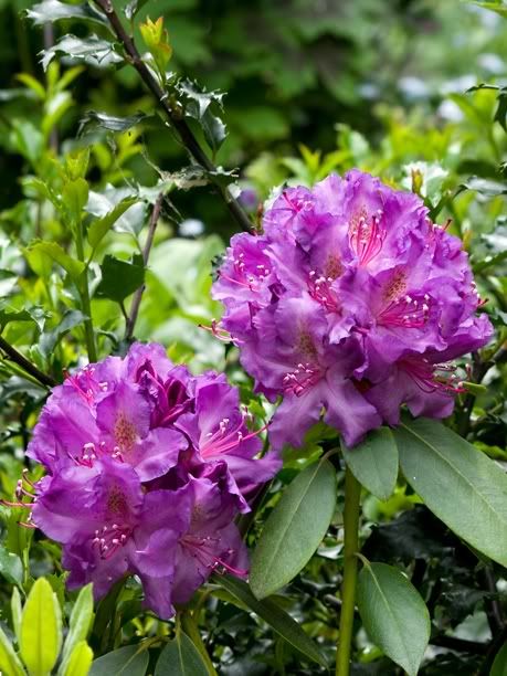 RhododendronConnecticutYankee1_web.jpg