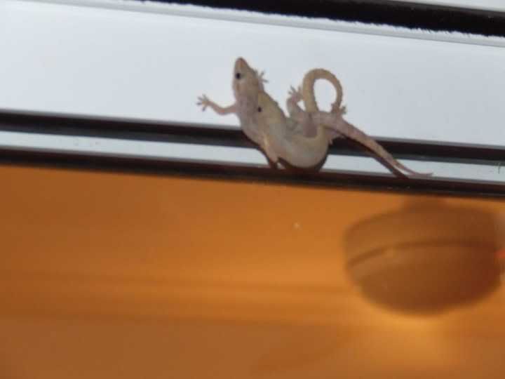 Asiangecko-matinga.jpg
