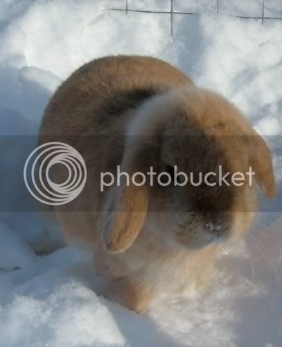 snowbunns12.jpg