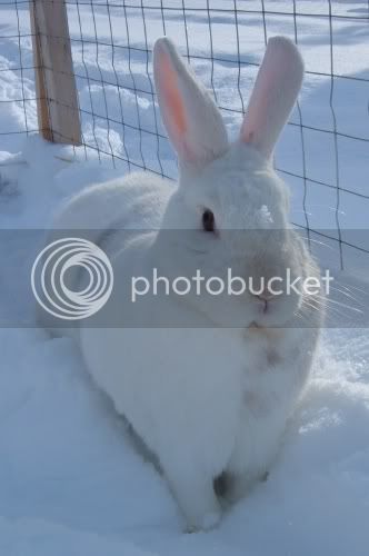 snowbunns2.jpg