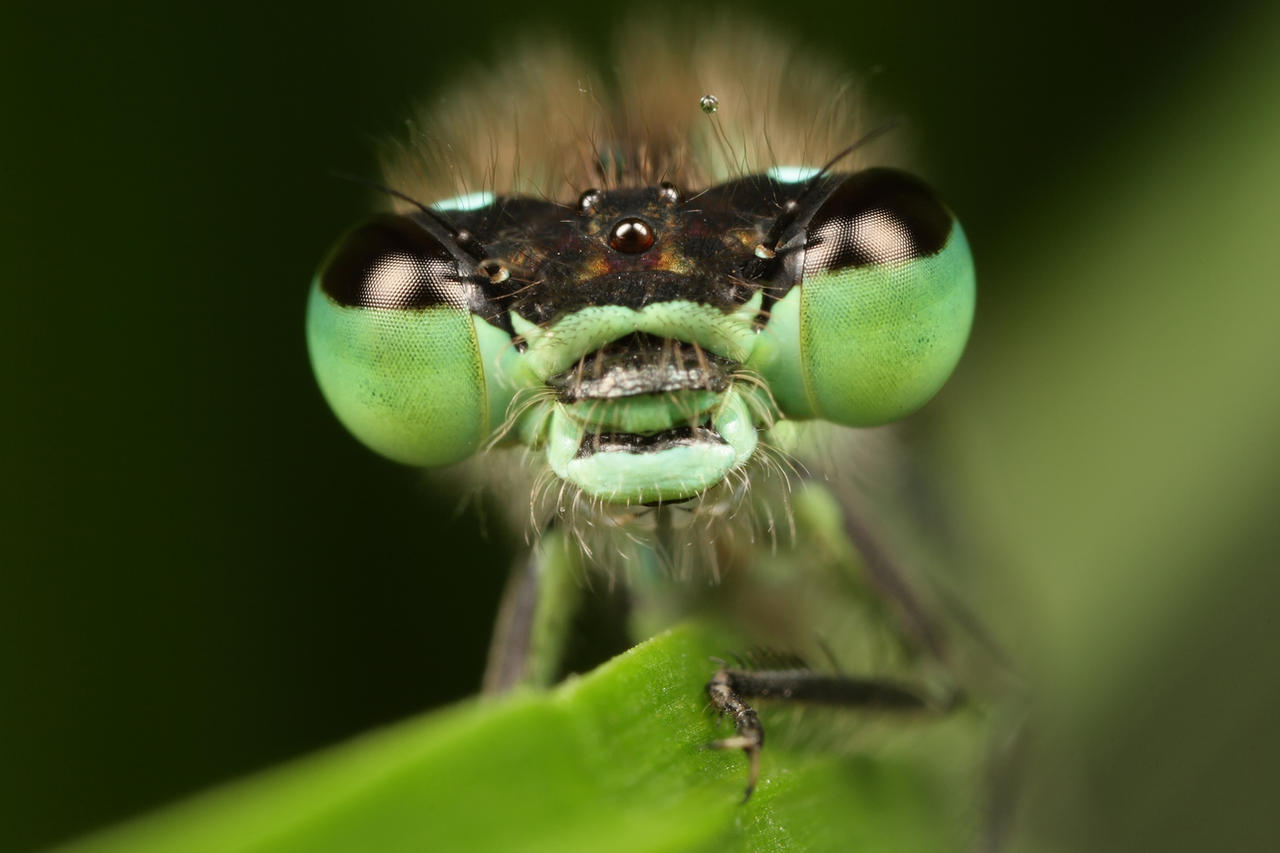 damselfly___3_1_life_size_by_macrojunkie.jpg