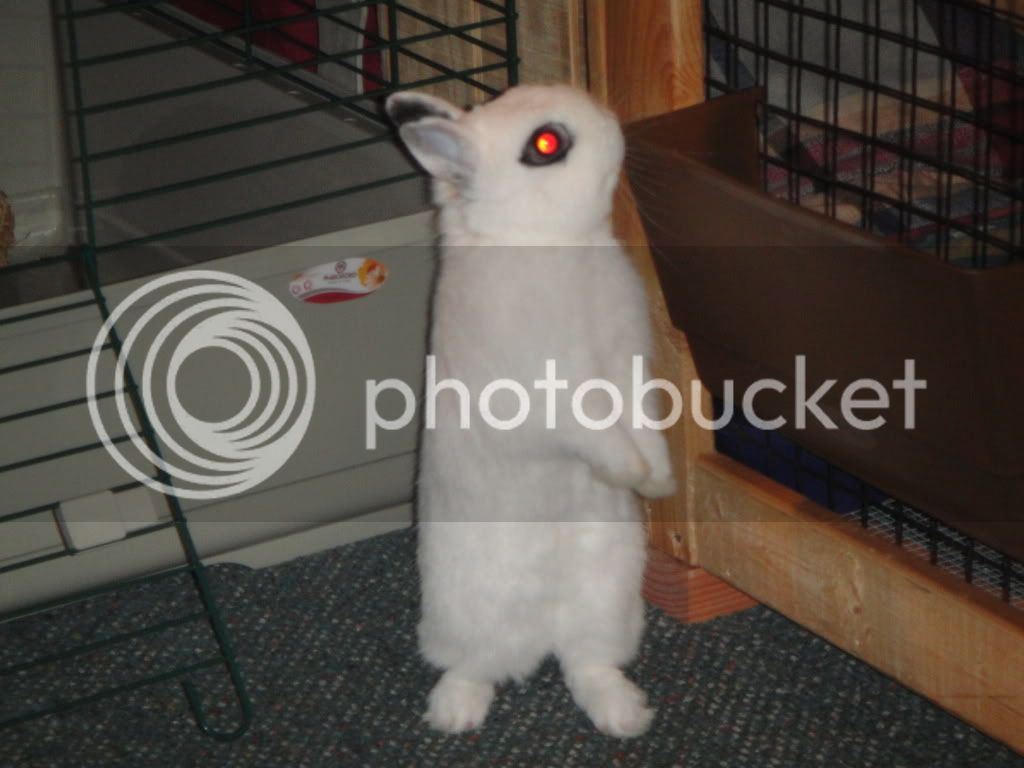 Bunnies018.jpg