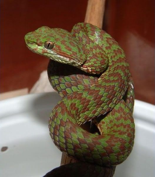 KanburipitviperTrimeresurus-venustus.jpg