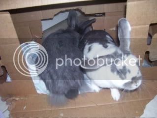 Bunnypictures-Leanne022.jpg