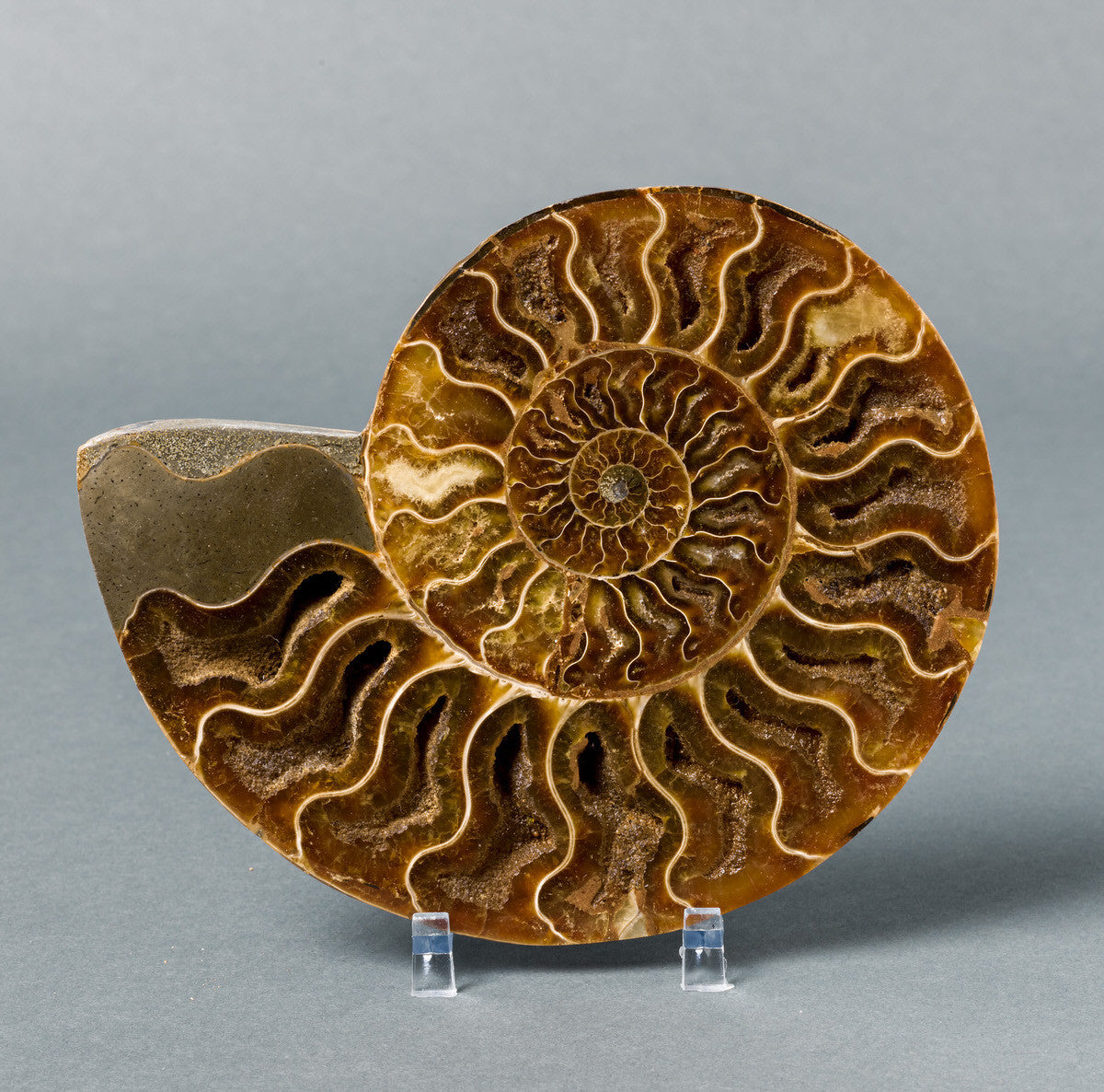 Ammonite_Fossil_for_Sale_-_Cleoniceras-1.jpg