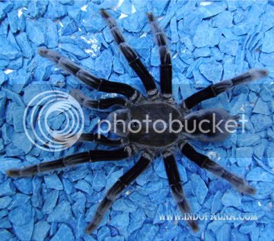 BorneoTarantula3.jpg