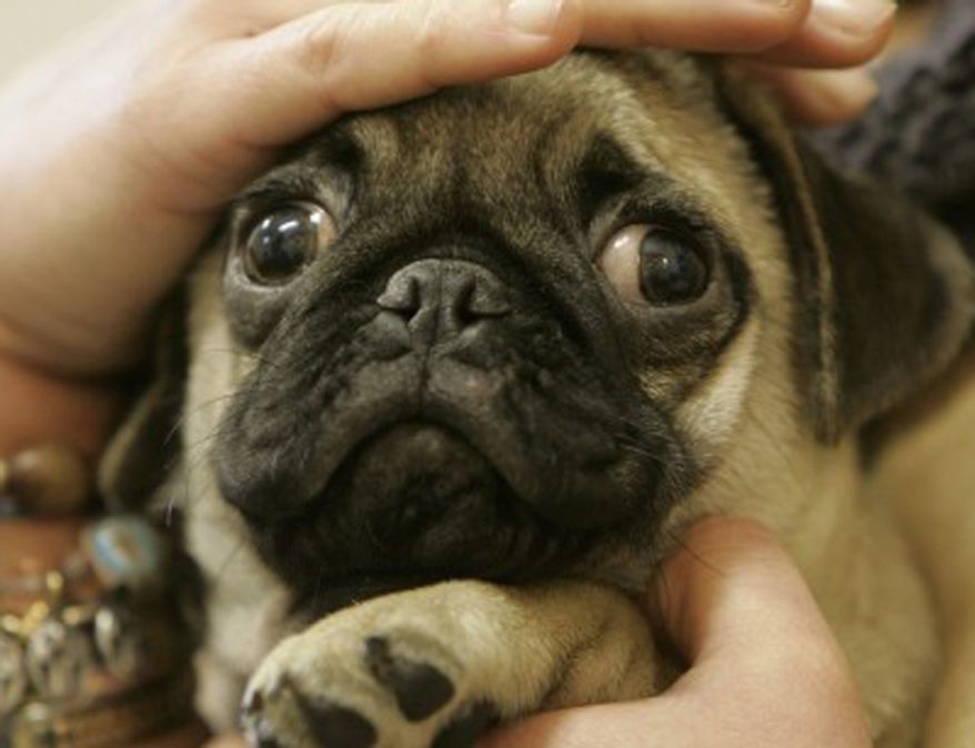 scared-pug-ap_s878x674.jpg