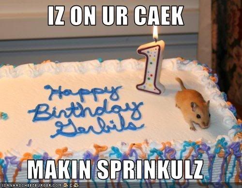 funny-pictures-gerbil-makes-sprinkl.jpg