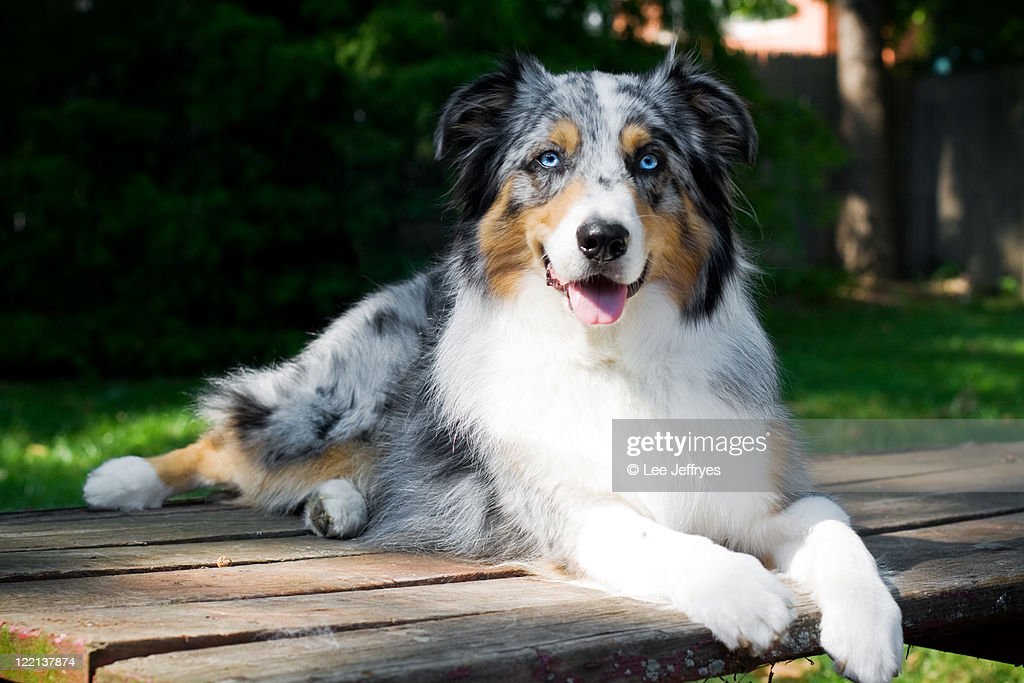 australian-shepherd-dog-portrait-on-picnic-table-picture-id122137874