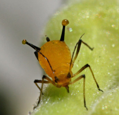 aphid-cornicles.jpg