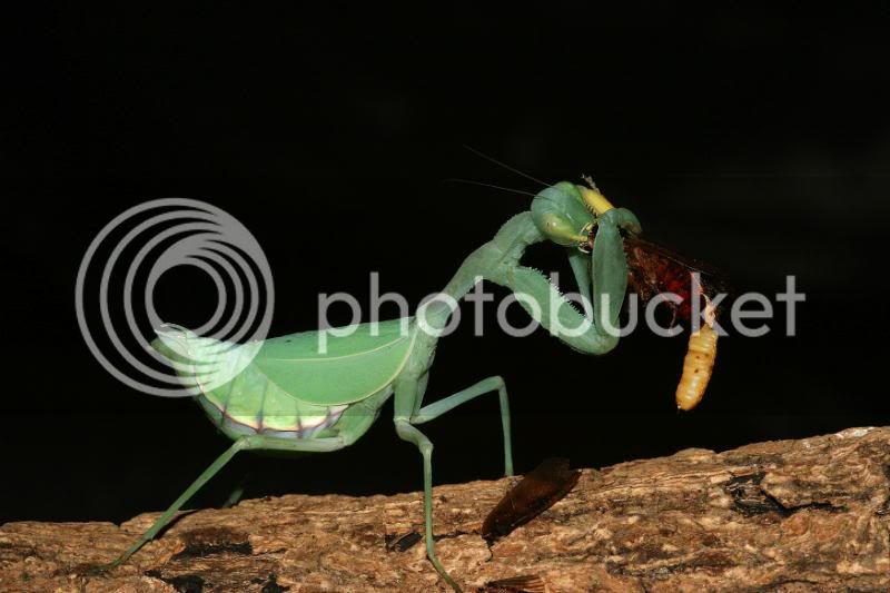 Cilniafemalefeeding.jpg