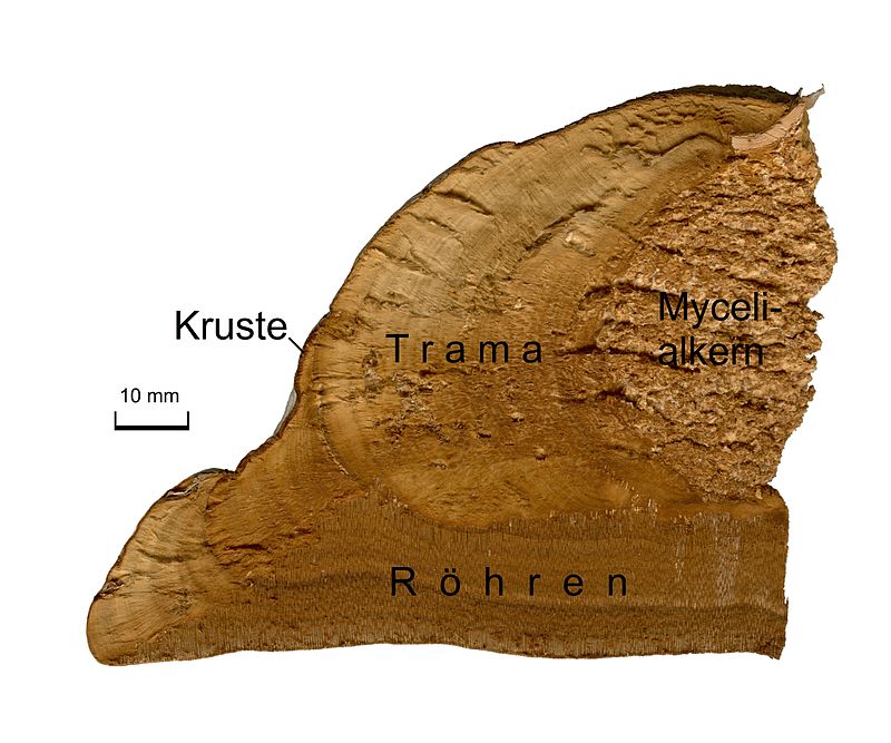 800px-Fomes_fomentarius_inside_2009_G1_labeled_(German).jpg