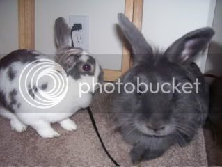 Bunnypictures-Leanne536.jpg