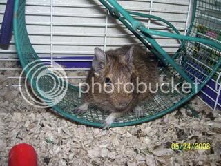 degu.jpg