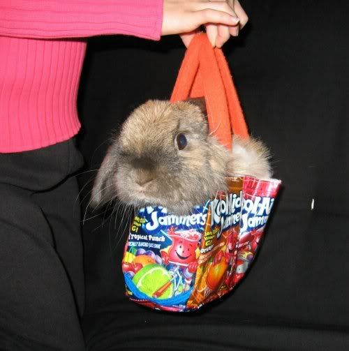 BunnyInABag5-06-06-d.jpg