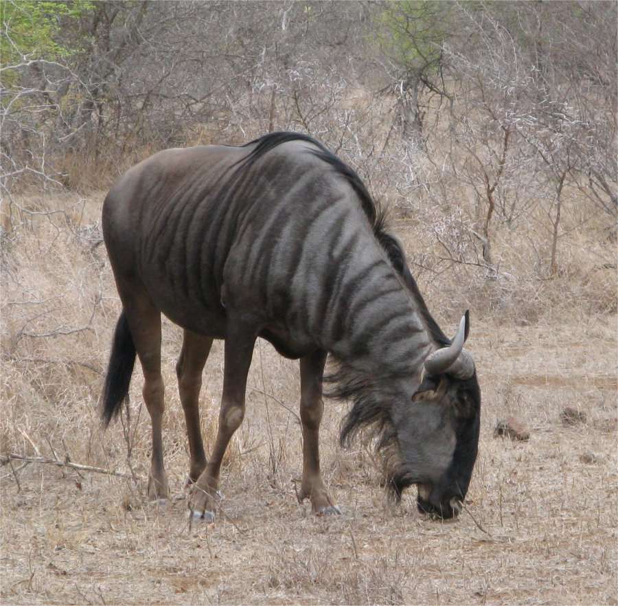 92508krugerwildebeest3chp7.jpg