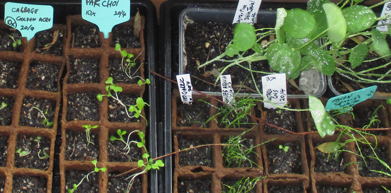 26may20-pak-choi-nasturtium-reg-chives-garlic-chives-mustard-gns-spanish-onion-seedlings.png