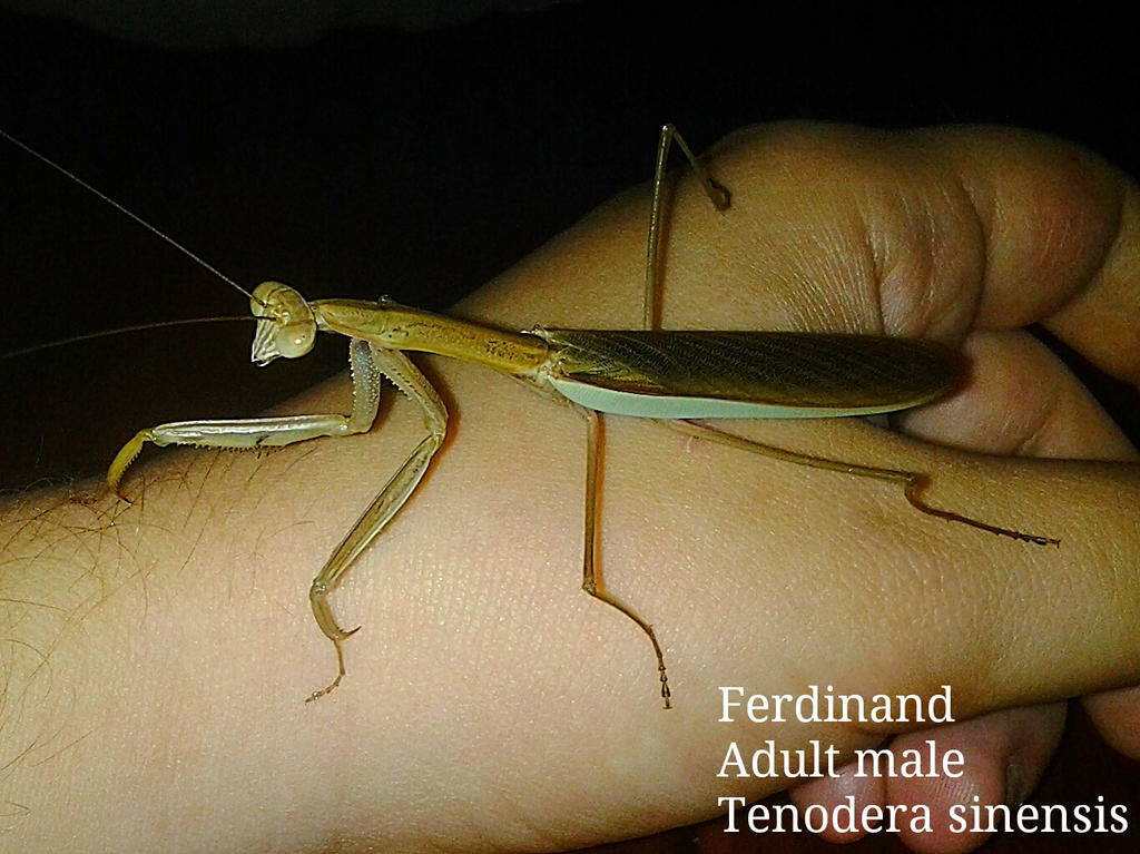 ferdinand__adult_male_tenodera_sinensis_by_alexandersmantids-d7rimbt.jpg