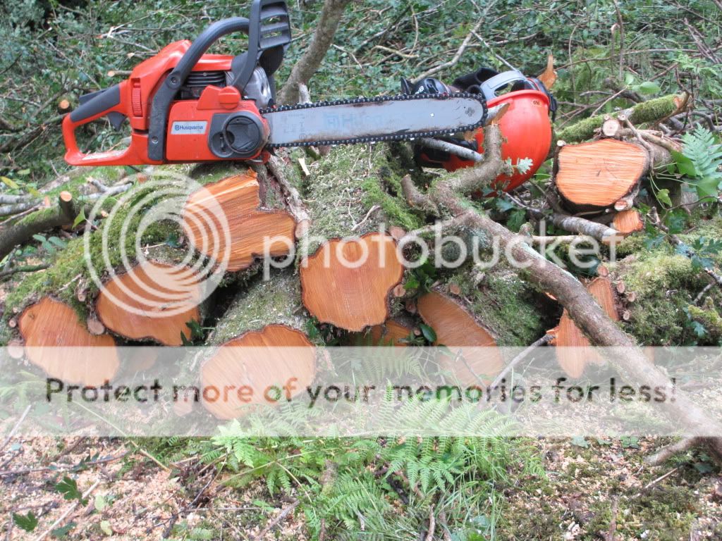 arboristlatestupdatesASHhardwood055.jpg