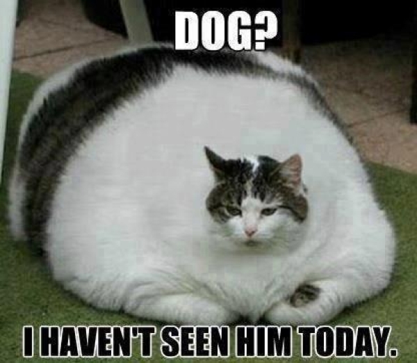 funny-pictures-humor-dog-i-havent-seen-him-today-cat.jpg
